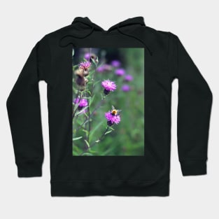 Little Bee on Thistles Hoodie